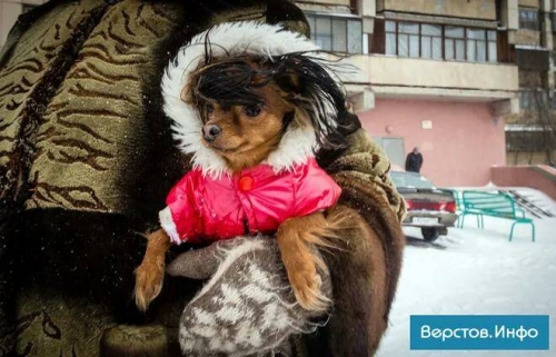 Две жительницы Копейска подрались из-за помеченного собакой колеса автомобиля